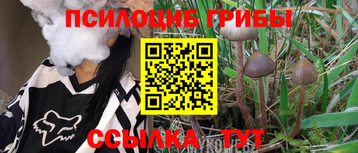 Галлюциногенные грибы Psilocybe Вичуга